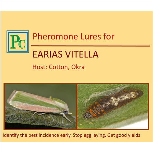 Earias Vitella के लिए फेरोमोन लोर