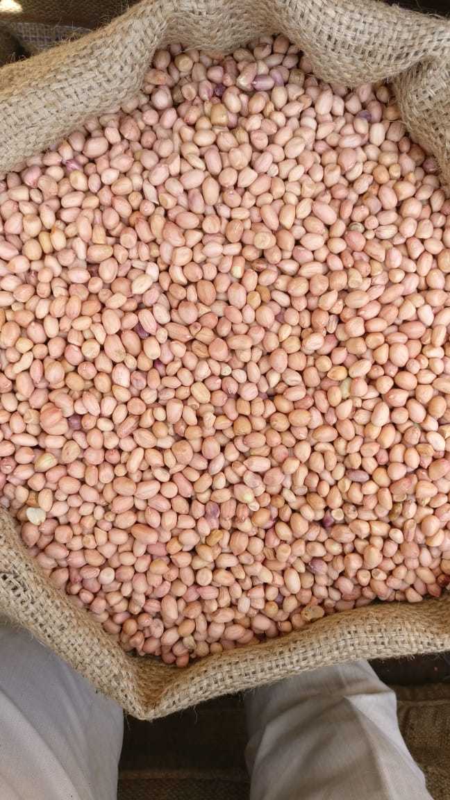 Raw Peanut - Moisture (%): 8
