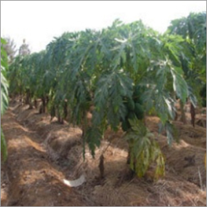 फार्म हाउस विकास सेवा