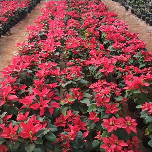 Hi-tech Farming Consultancy Service