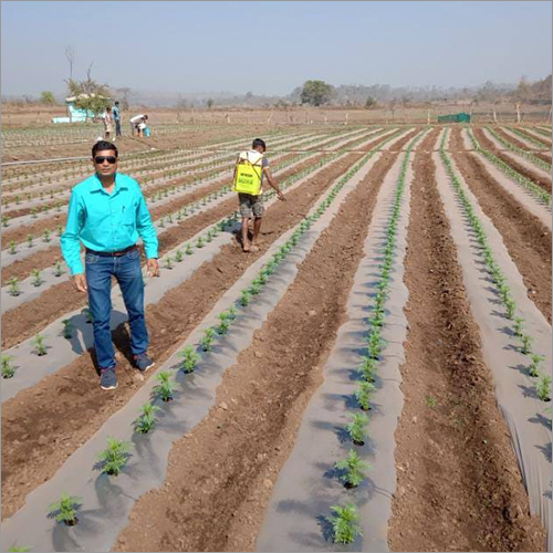 Hi-tech Farming Consultancy Service