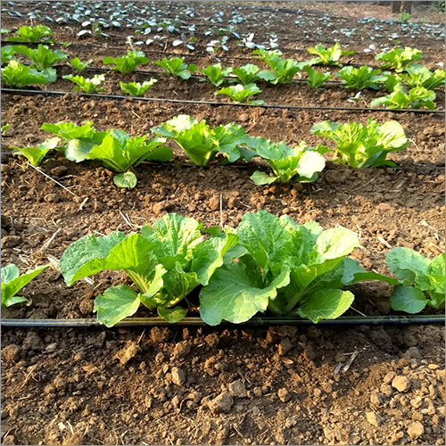 Small Nursery Plant Consultant Service