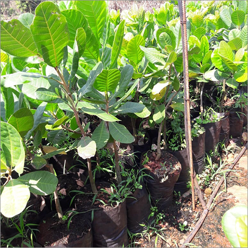 Small Nursery Plant Consultant Service