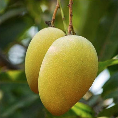 दशहरी आम