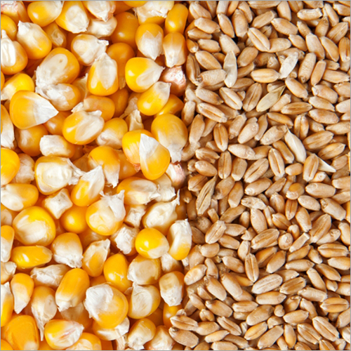 Yellow Maize