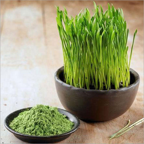 Herbal Product Wheat Grass Powder