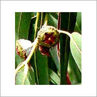 Eucalyptus Oil