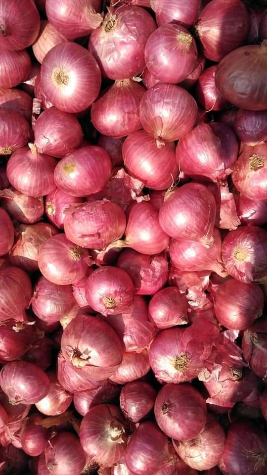 Fresh Onion