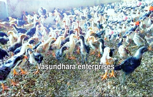 Desi Asil Chicks