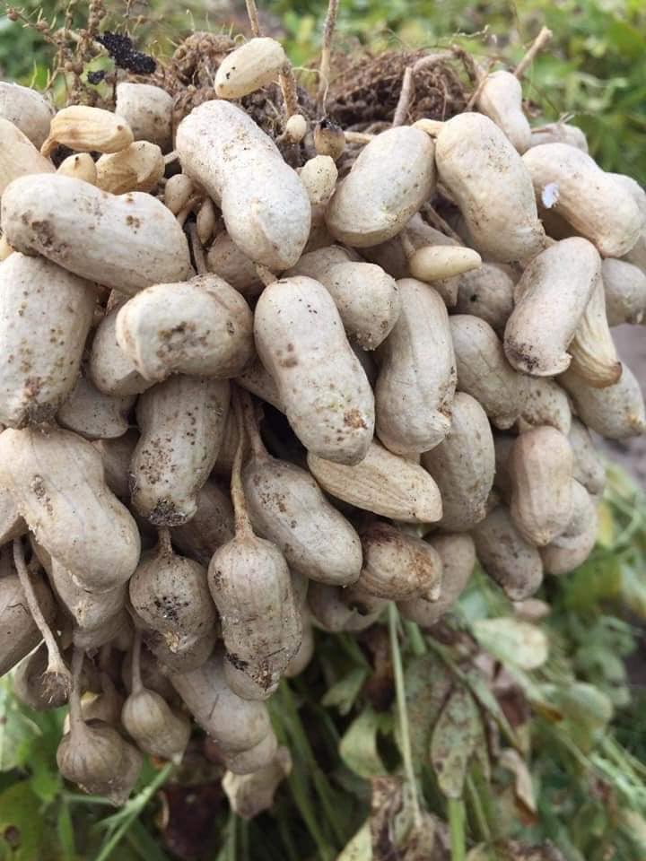 Peanuts