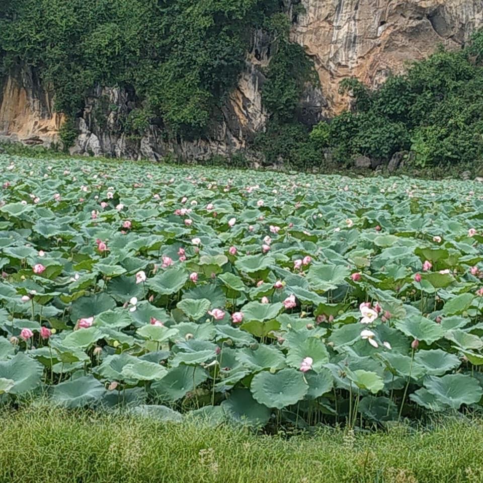 Lotus Seed