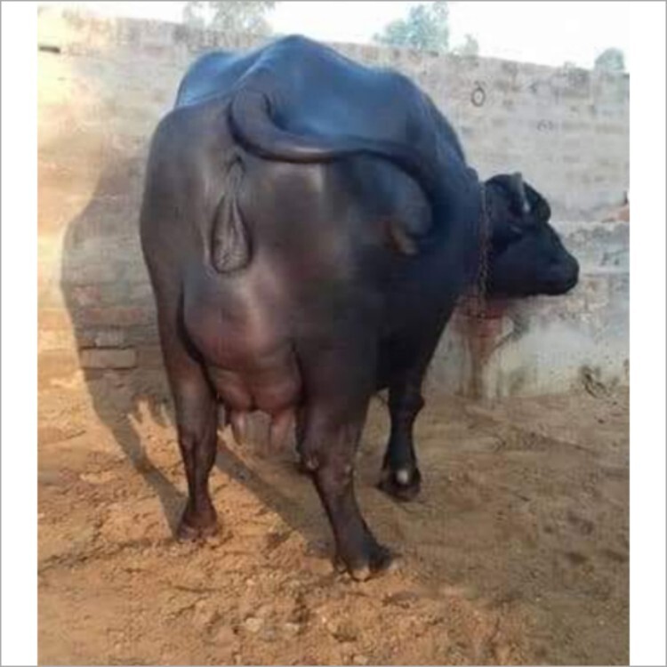 सफेद और भूरे रंग की शुद्ध नस्ल की मुर्रा भैंस