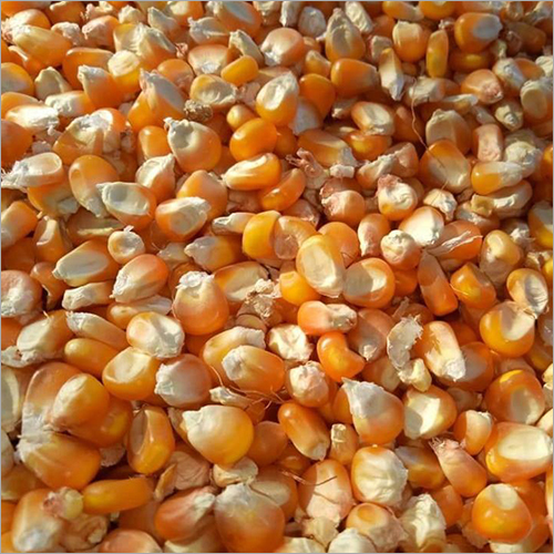 Hybrid Maize Seed - Organic Dried Food Grade Seed | 100% Purity, Strong Smell, FSSAI Certified, Ideal for Cooking, Multi-use in Homes & Hotels