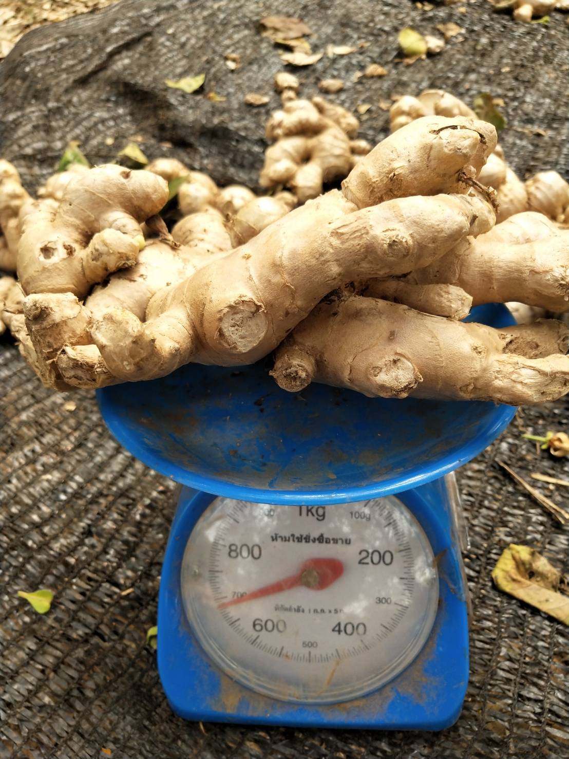 Golden Yellow Fresh Ginger