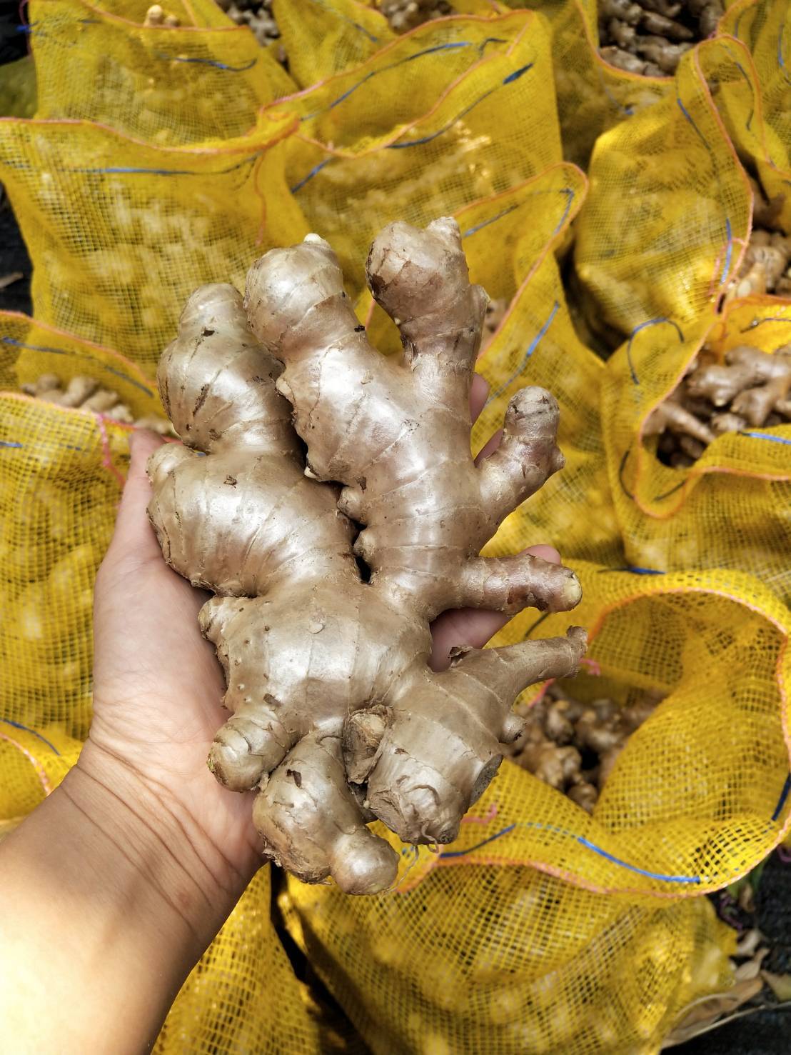 Golden Yellow Fresh Ginger