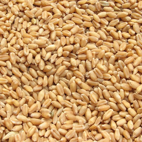 Wheat Grain