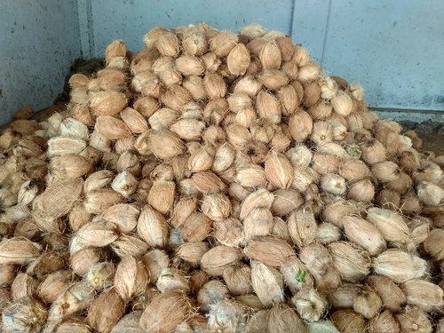 Coconut - Whole, Fresh Dry Coconut, Organic Brown Variety | Rich Aroma, Round Shape, Weight 0.300 to 0.500 Kg