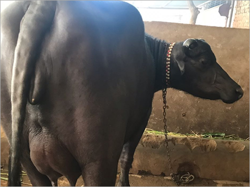 ब्लैक प्योर ब्रीड मुर्रा भैंस