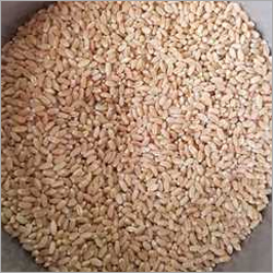 स्वच्छ गेहूं