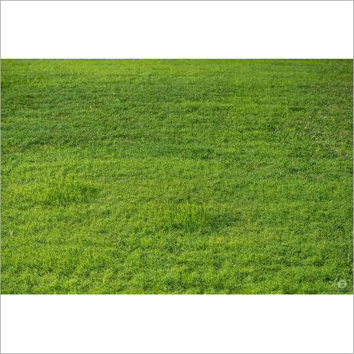 प्राकृतिक लॉन घास