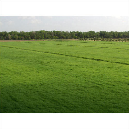 बर्मूडा लॉन घास