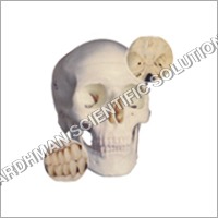 White Anatomy Model