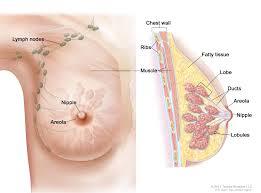 Breast Cancer Chemo-therapy Treatment