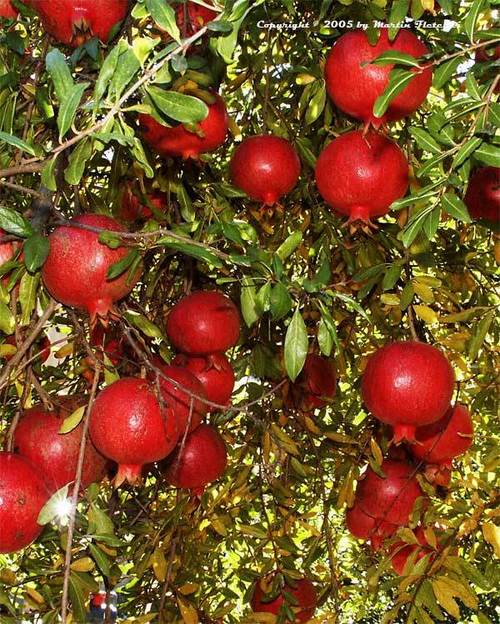 Pomegranate Extract - Pure Concentrated Formula | High Antioxidant Content, Promotes Skin Vitality, Supports Heart Health