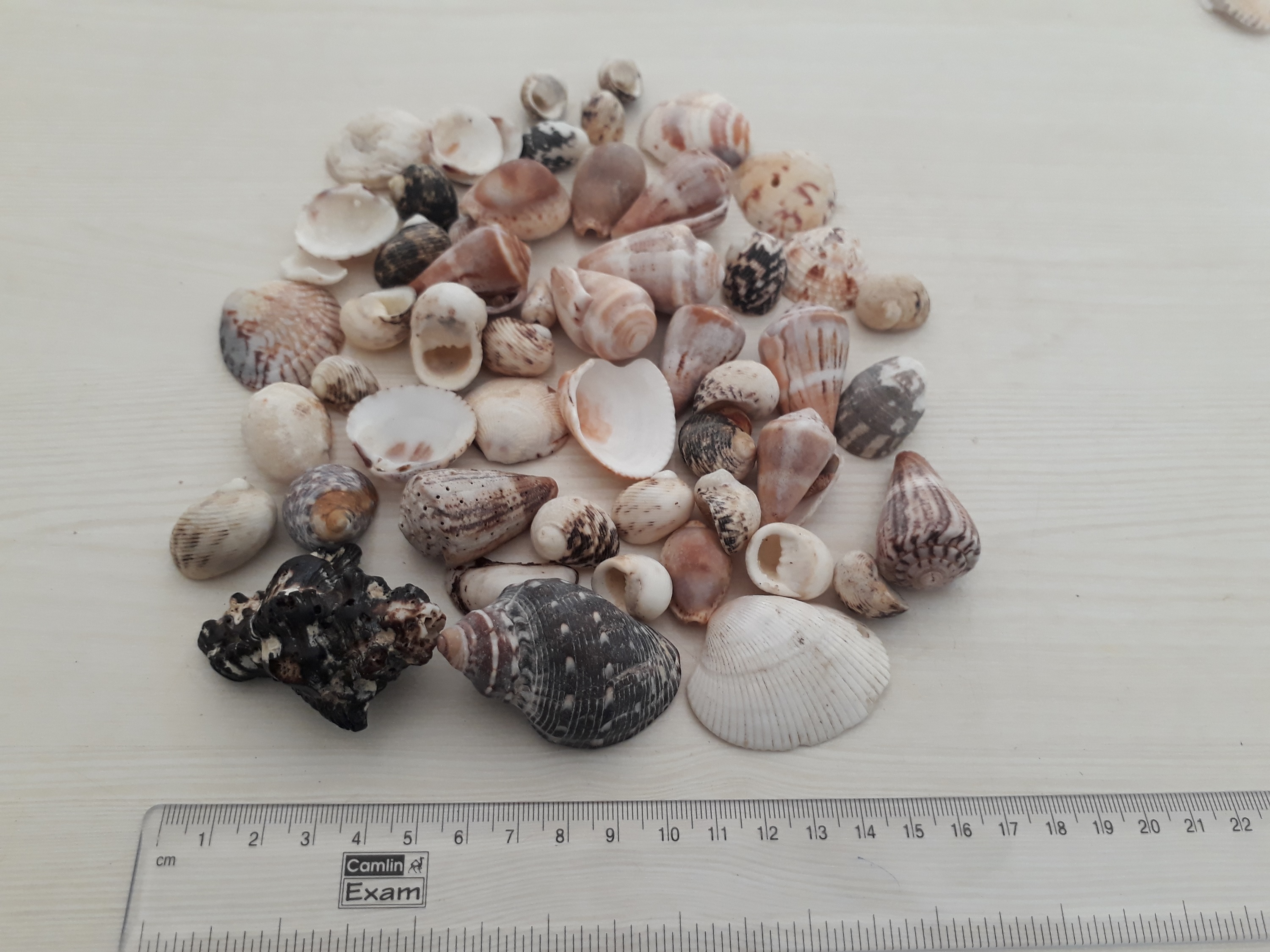 Handicraft And Art Work Special Decor Special Natural Big Size Seashell - Natural Seashell 25mm-75mm, Mix Natural Color, Ideal For Landscaping And Decorations