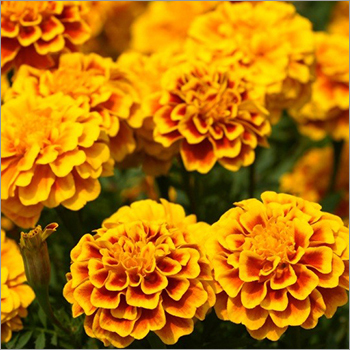 Yellow Lutein Extract