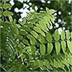 बोसवेलिया सेराटा एक्सट्रैक्ट