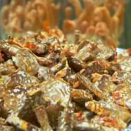 कॉर्डिसेप्स मायसेलियम