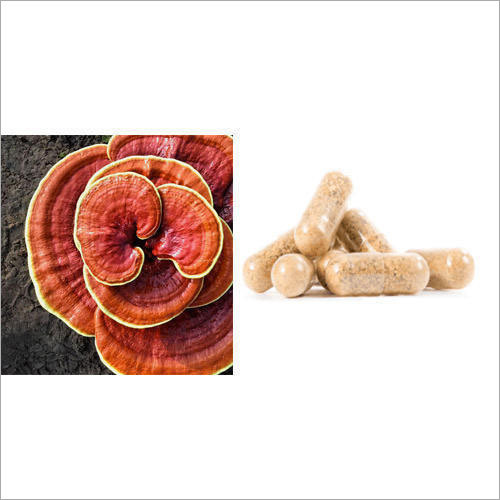 Ayurvedic Medicine Ganoderma Capsule