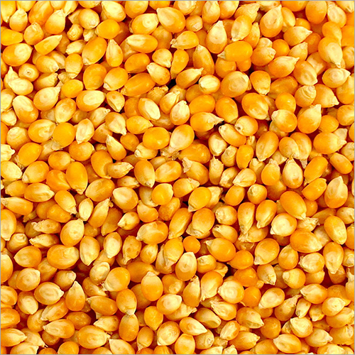 पीला मकई