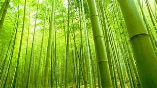 Bamboo Fiber - Color: Raw White