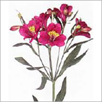 Alstroemeria