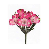 Alstroemeria