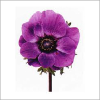Anemone Flower