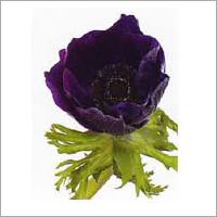 Anemone Flower