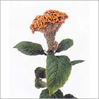 Celosia