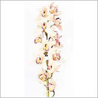 Cymbidium