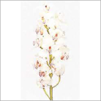 Cymbidium