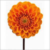 Dahlia Plants