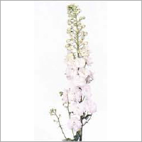 Delphinium