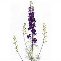 Delphinium