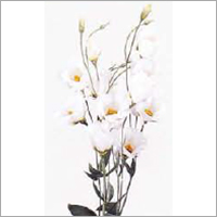 Eustoma