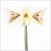 Hippeastrum Flower