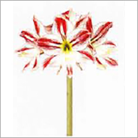 Hippeastrum Flower