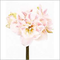 Hippeastrum Flower