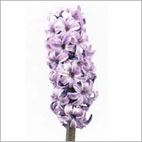 Hyacinthus Flower